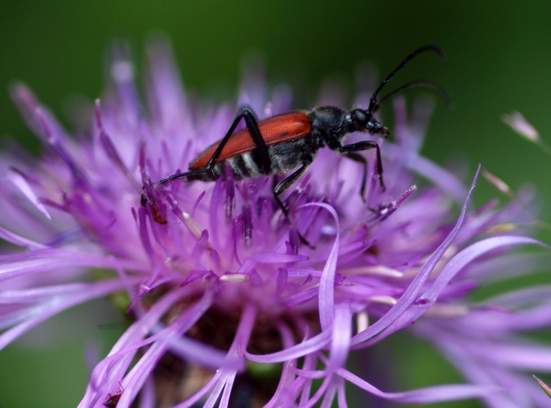 Anastrangalia sanguinolenta